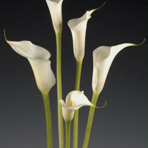 Wholesale Calla Lily ClosedCut (White) Blooms by the Box