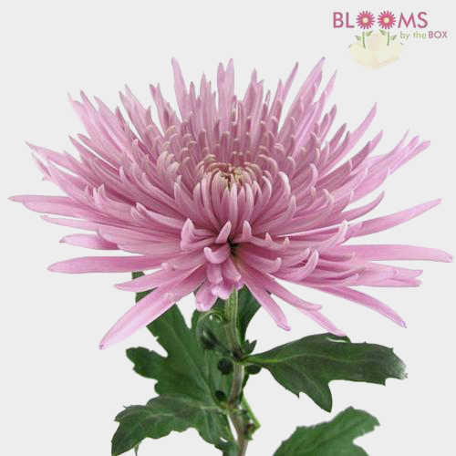Wholesale Spider Anastasia Lavender Spider Mum, Fuji Mum Blooms by