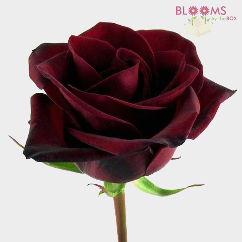 Black Magic Dark Red Rose Wholesale Roses