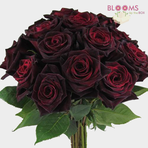Wholesale Rose Black Baccara Dark Red 40cm Blooms by the Box
