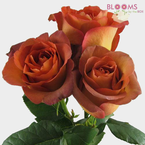 Rose Leonidas Brown 40 Cm - Wholesale - Blooms By The Box
