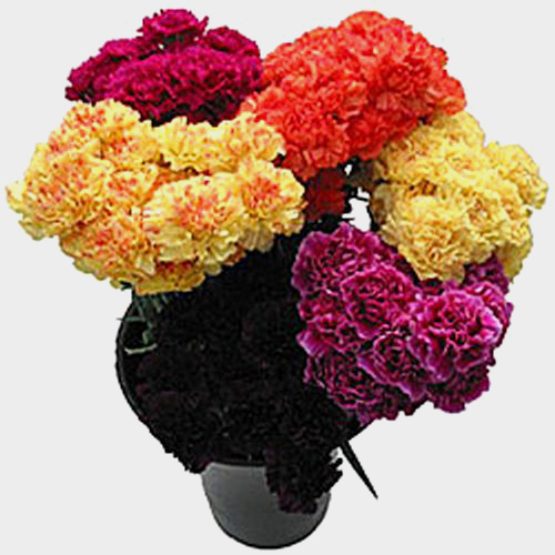 Wholesale Carnations (Assorted colors) Standard Grade Blooms by the Box