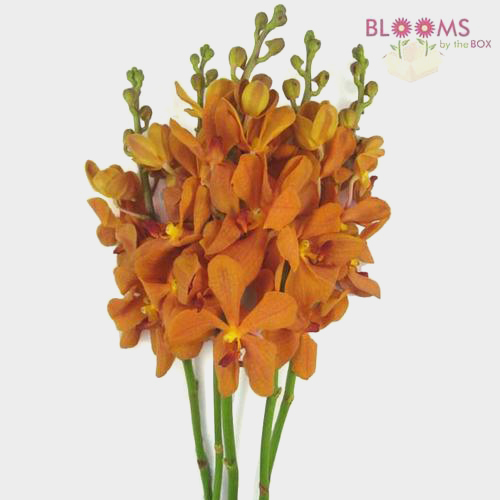 Wholesale Dendrobium Orchid Orange Blooms by the Box
