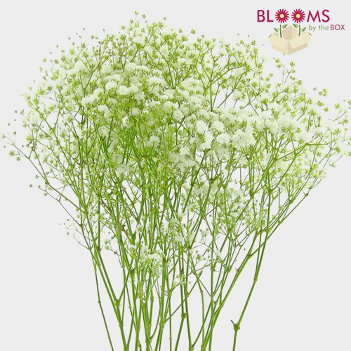 Gypsophila Overtime Wholesale Blooms by the Box