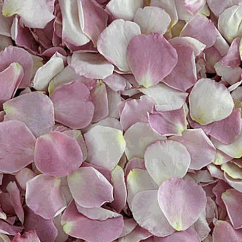 Wholesale Flower Petals Petals for DIY Weddings