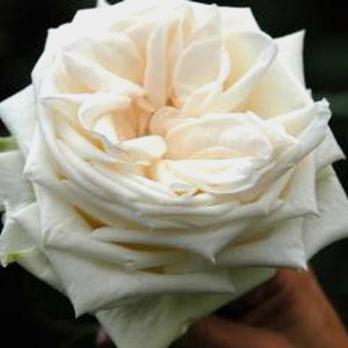 Wholesale Garden Rose White O'hara - Cottage Roses - Blooms by the Box