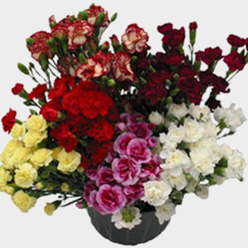 Wholesale Mini Carnations Assorted Colors Blooms by the Box
