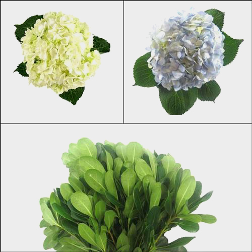 Wholesale Hydrangea DIY Flower Pack  Blooms by the Box