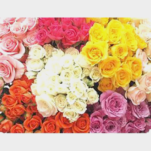 Wholesale Assorted Spray Roses Blooms by the Box