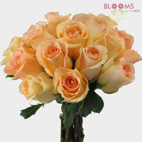 Wholesale Rose Peach 50 cm. Blooms by the Box