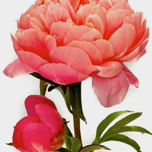Peach Peonies Wholesale