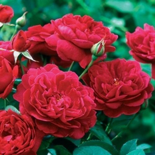 Darcy Red David Austin Garden Roses Wholesale