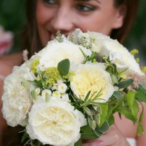 Patience White David Austin Garden Roses Wholesale