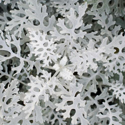 Dusty Miller Lacey Bulk Filler 6 Bunches of 10 Stems