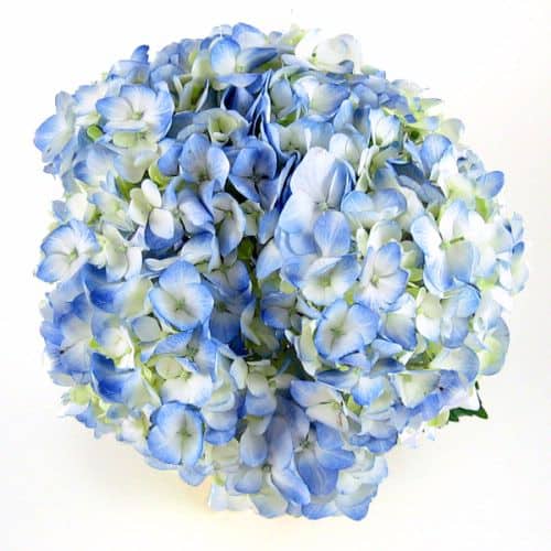 The Persnickety Hydrangea