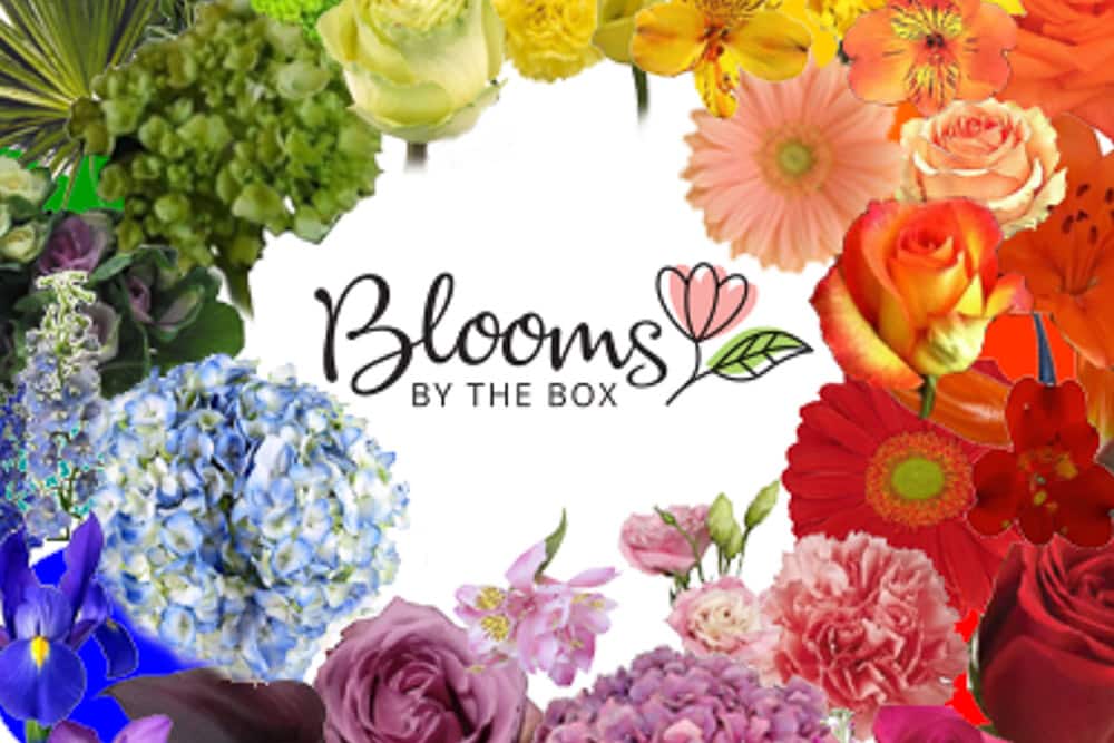 BloomsByTheBox Color Wheel