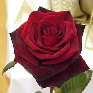 Black Magic Rose Black Magic Rose