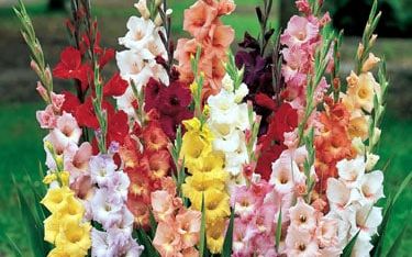 What is August's Birth Flower?