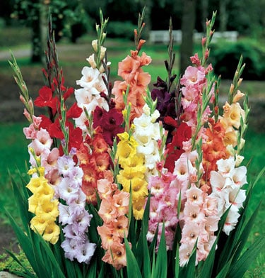 Tall Gladiolus Flowers need Care