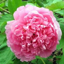 Pursuing the Peony
