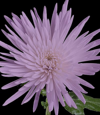 Spider Mum