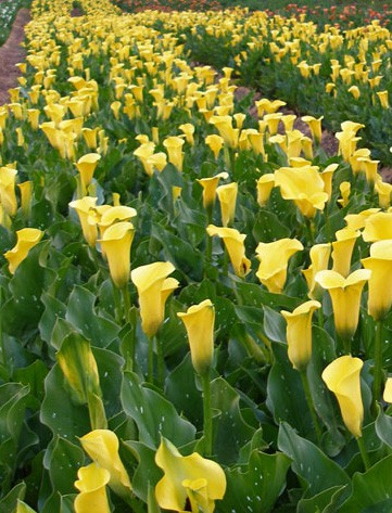 Yellow Calla Lilies