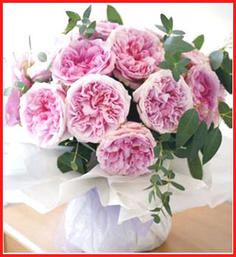 gardenrose gardenrose