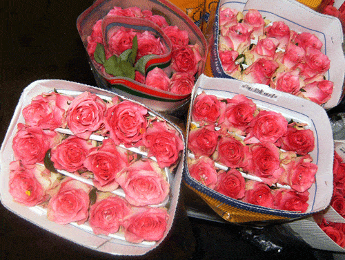 rosepacks rosepacks