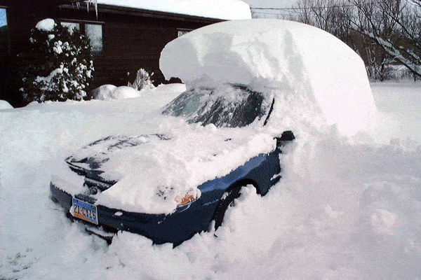 Snow & Roses Don’t Mix