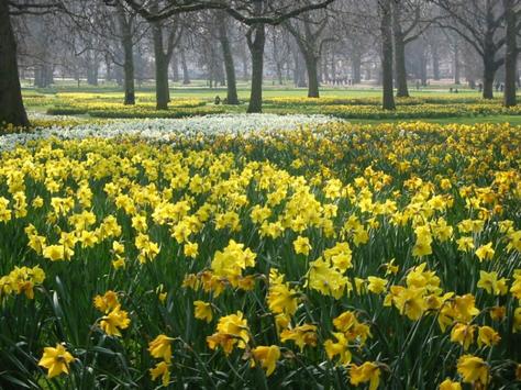 Signs of Spring in London
