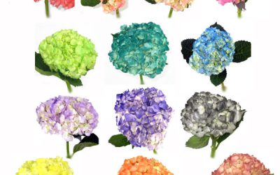 Spray-Tinted Hydrangeas! Getting the colors nature doesn’t give you!