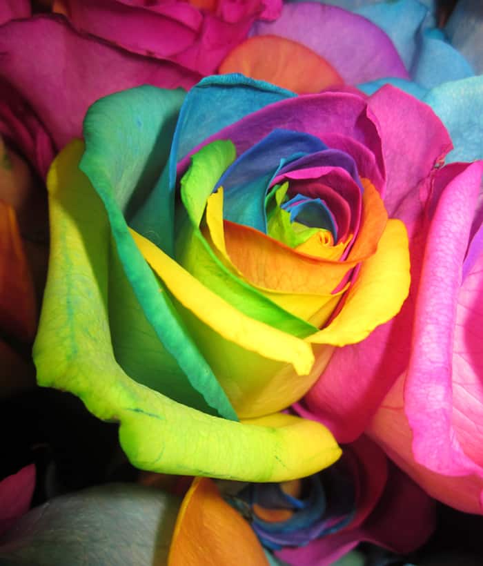 World Flower Expo 2012 NYC! Crazy Dyed Flowers!
