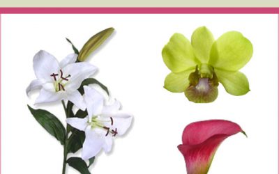 Flower 101: Important Design Elements for DIY Arrangements Using Wholesale Flowers!