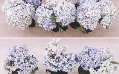 3 Steps to Make Your Hydrangeas Last Longer- DIY Wedding Flower Help!