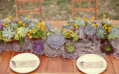 Ladies and Gentlemen, We have Succulents!