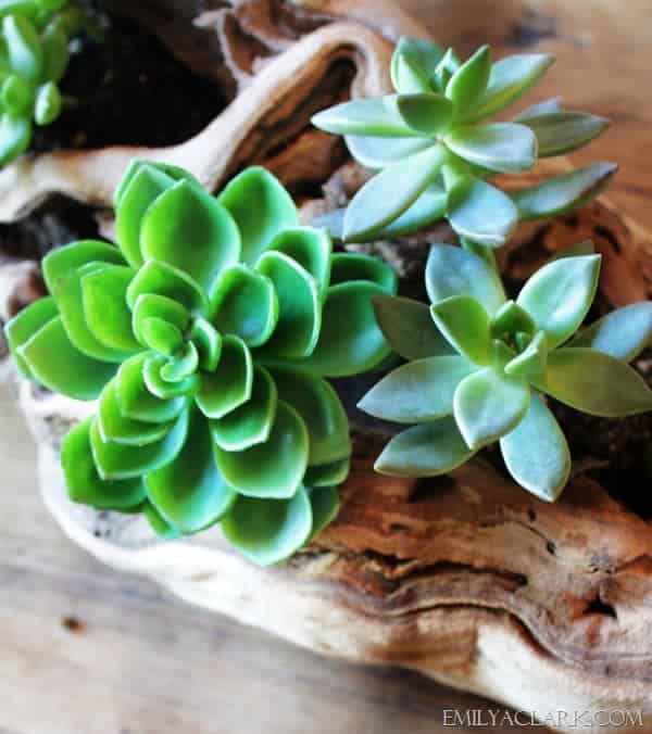 DIY wedding flower supplies Driftwood and Succulent centerpiece