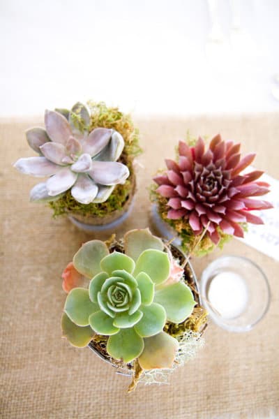 Succulent Centerpiece 4