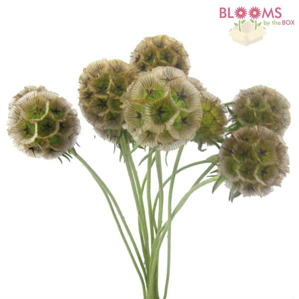 Scabiosa-Pods