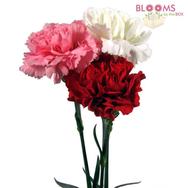 V-Day Carnations