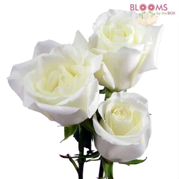 Eskimo Rose 