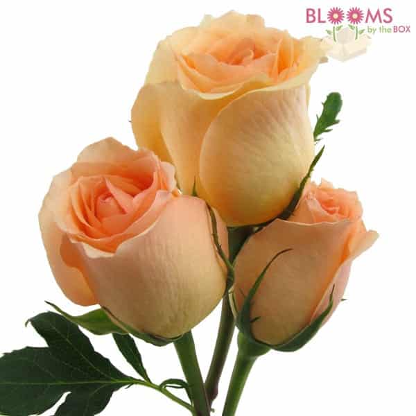 Affordable Roses for Weddings