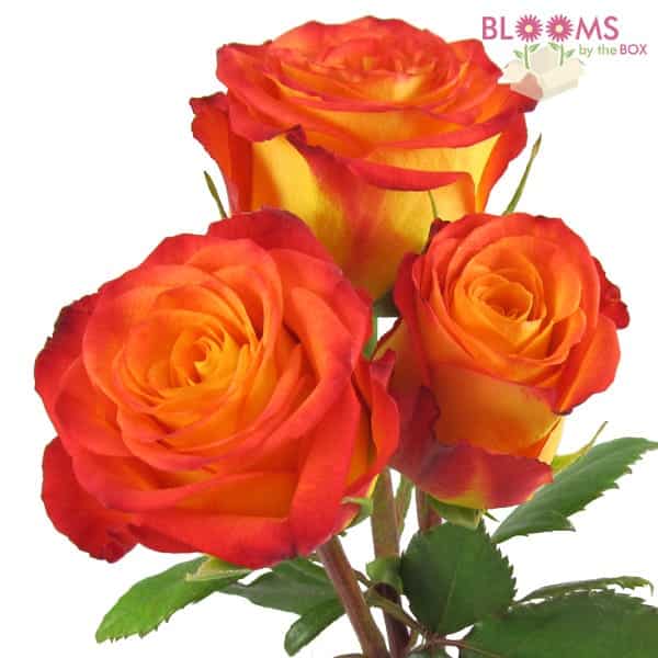 Affordable Roses for Weddings