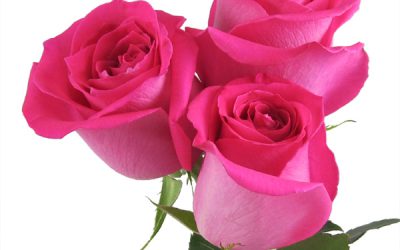 Affordable Roses for Weddings and Events