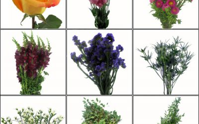 Bohemian DIY Wedding Flower Pack