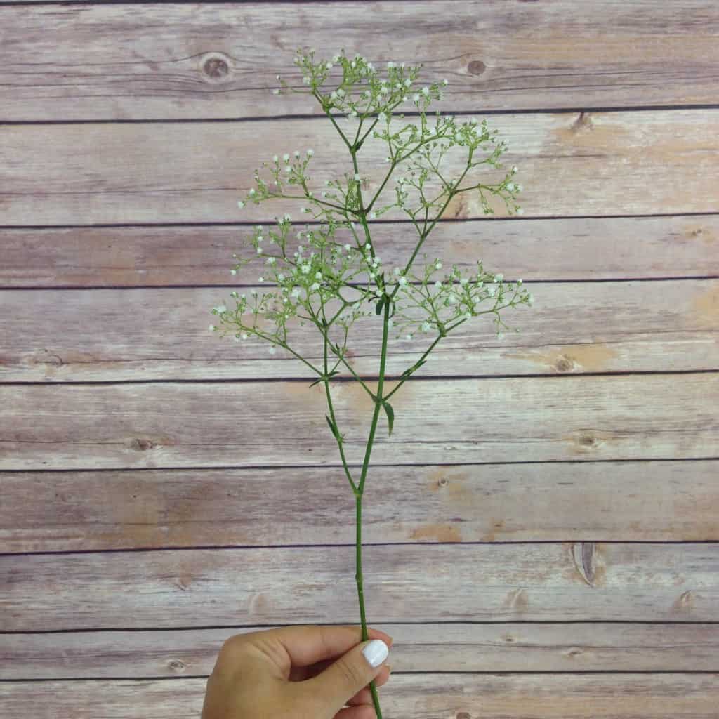 How much baby's breath do I need?