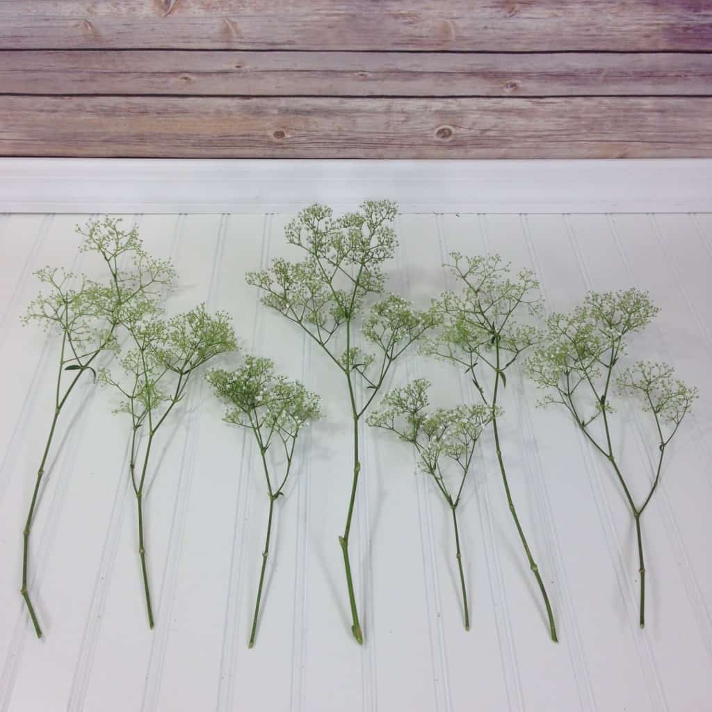 How much baby's breath do I need?