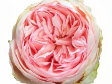 garden-rose-bridal-piano-light-pink