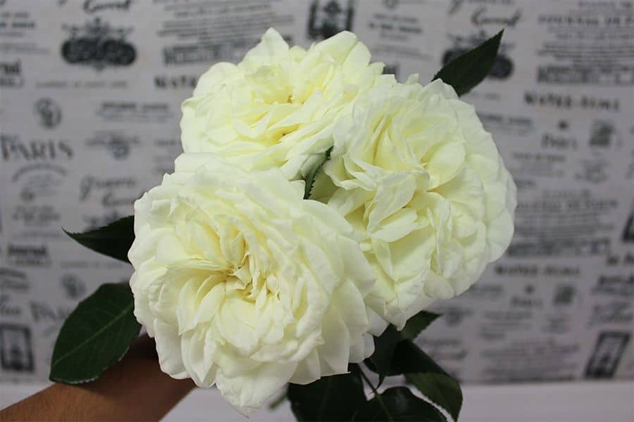 garden-rose-bouquet-three