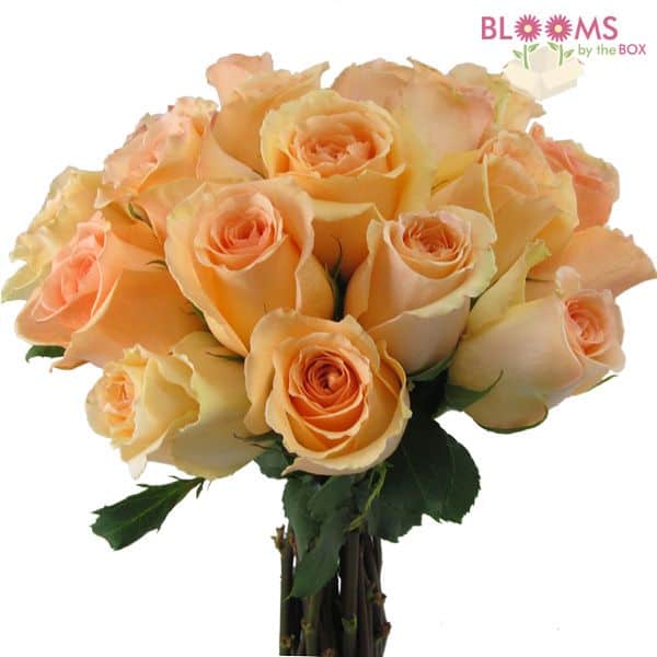 Peach Versilla Rose - 25 Stems