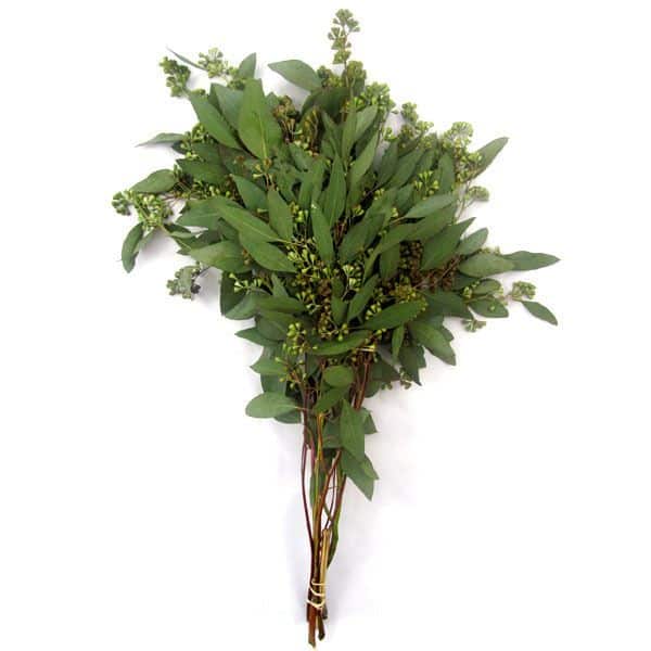 Seeded-Eucalyptus